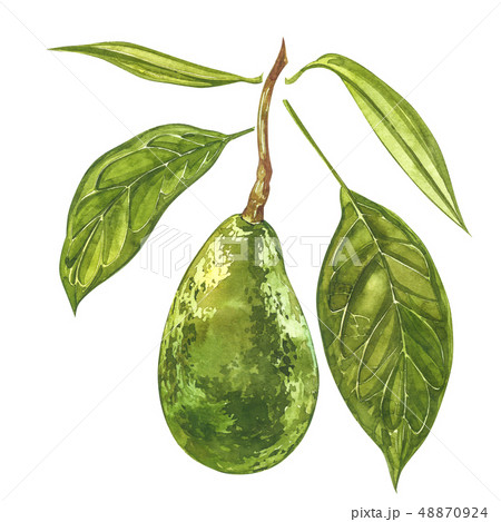 Avocado watercolor hand draw illustration isolated on white background. 48870924