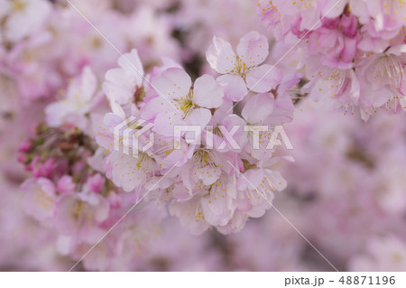 南足柄市　春木径の春めき桜 48871196