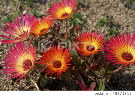 リビングストンデージー 48871315