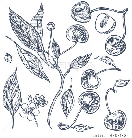Cherry set. Hand drawn berry isolated on white background. Summer fruit engraved style illustration 48871382