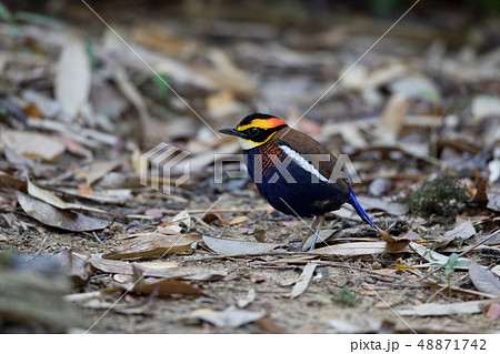 Adult male Malayan banded pitta (Hydrornis irena) 48871742