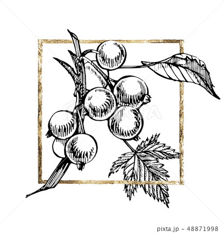 Hand drawn black currant sketch set. Forest berries illustrations. Isolated on white background. Hand drawn black currant sketch set. Forest berries illustrations. Isolated on white background. 48871998