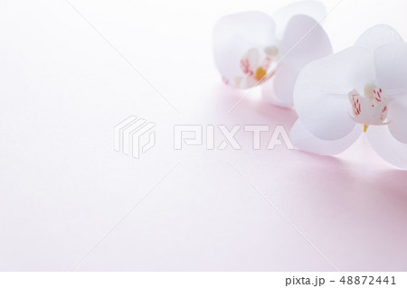 背景用 胡蝶蘭 背景用 胡蝶蘭 48872441