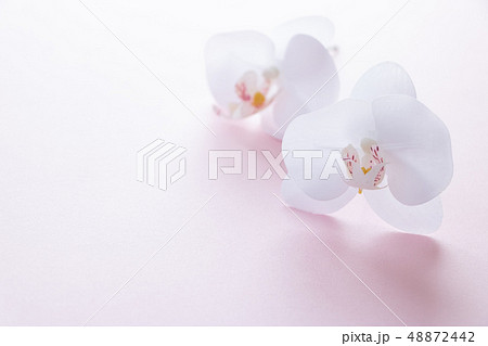 背景用　胡蝶蘭 48872442