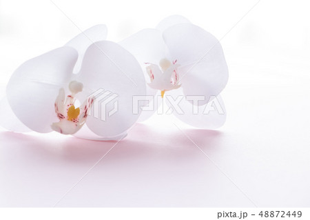 背景用　胡蝶蘭 48872449