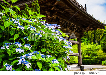 鎌倉 建長寺 三門と紫陽花の写真素材