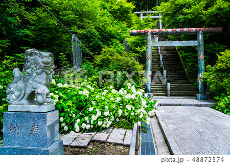 鎌倉 建長寺 半僧坊道の紫陽花の写真素材