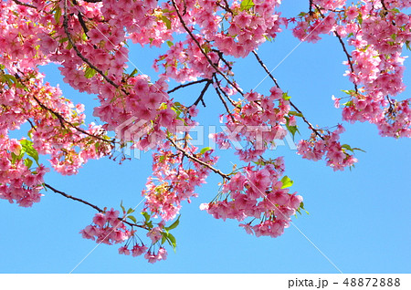 早春イメージ 満開の河津桜 早春イメージ 満開の河津桜 48872888