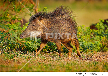 Wild pig, white-lipped peccary, Tayassu pecari Wild pig, white-lipped peccary, Tayassu pecari 48873078