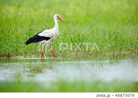 White stork, Ciconia ciconia, walking in the lake White stork, Ciconia ciconia, walking in the lake 48873079