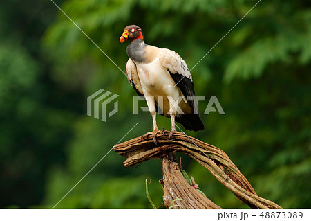 King vulture from Costa Rica, South America King vulture from Costa Rica, South America 48873089