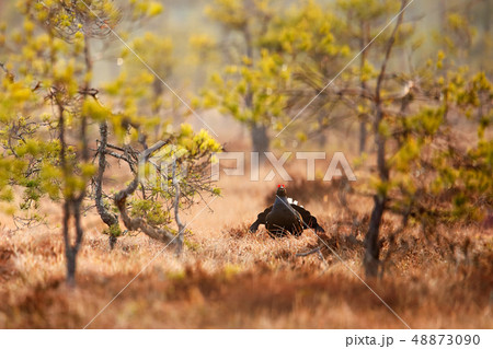 Black grouse on the bog meadow Black grouse on the bog meadow 48873090