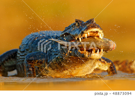 Yacare Caiman, crocodile with piranha fish 48873094