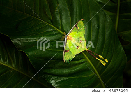 Actias luna, luna moth, colorful butterfly 48873096