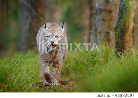 Lynx in green forest. Wildlife scene from nature 48873097