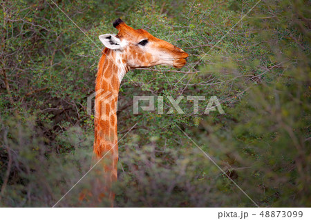 Portrait of giraffe, hidden in green trees Portrait of giraffe, hidden in green trees 48873099