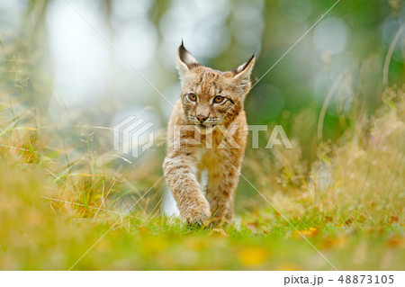 Young Lynx in green forest. 48873105