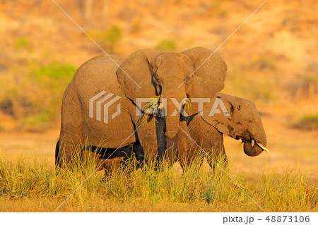 Evening sun in Africa. Elephant walking in water 48873106