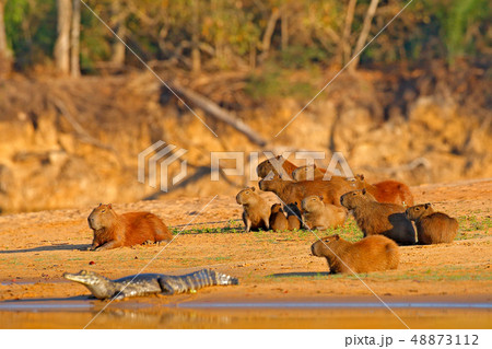 Capybara, family with youngs and caiman 48873112