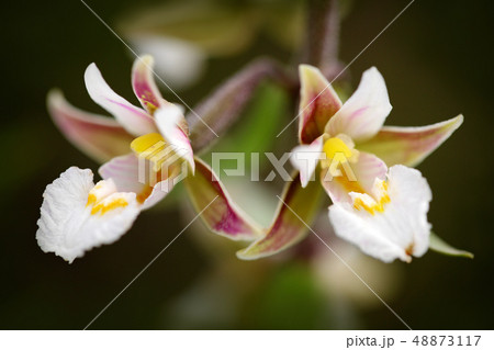 Detail of Epipactis palustris, Marsh Helleborine 48873117