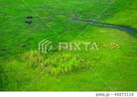 Aerial landscape in Okavango delta, Botswana 48873118