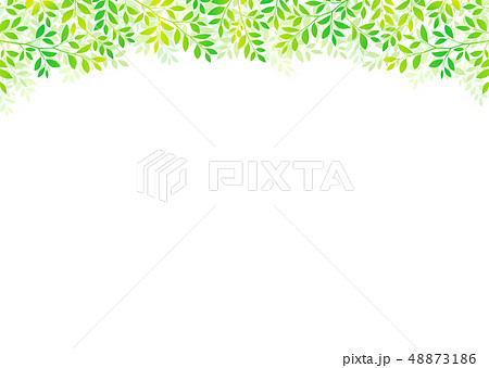 新緑青葉の爽やかな木の葉イメージ 新緑青葉の爽やかな木の葉イメージ 48873186