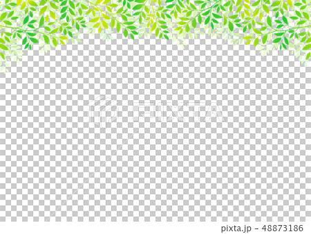 樹上新鮮綠葉的清爽圖像 48873186