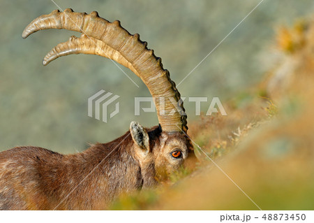 Alpine Ibex, Capra ibex, in nature habitat 48873450