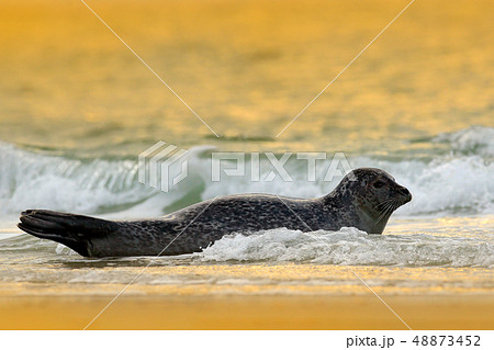 Animal in the water. Grey Seal, Halichoerus grypus 48873452