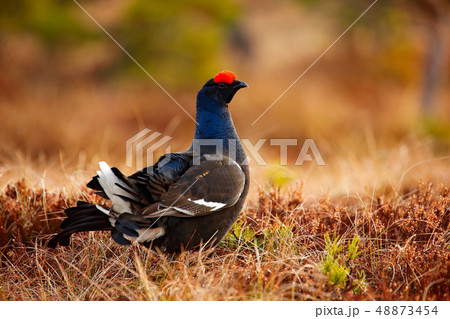 Black grouse on the bog meadow 48873454