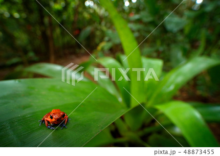Red Strawberry poison dart frog on the leaves Red Strawberry poison dart frog on the leaves 48873455