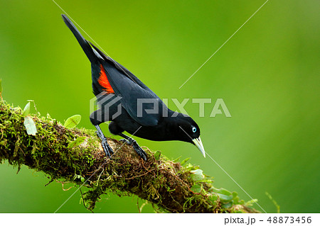 Scarlet-rumped cacique, Cacicus uropygialis Scarlet-rumped cacique, Cacicus uropygialis 48873456