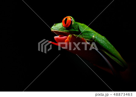 Red-eyed Tree Frog, Agalychnis callidryas 48873463