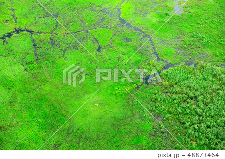 Impala and aerial landscape in Okavango delta 48873464