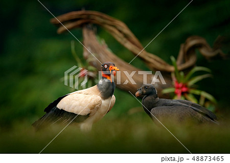 King vulture, Costa Rica, large bird of prey 48873465