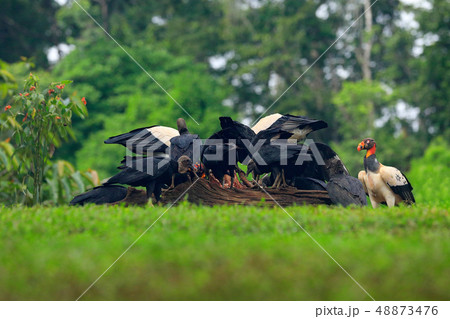 King vulture, Costa Rica, large bird found King vulture, Costa Rica, large bird found 48873476