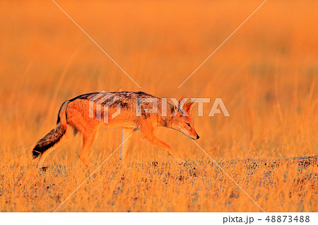 Black-Backed Jackal, animal with long ears 48873488