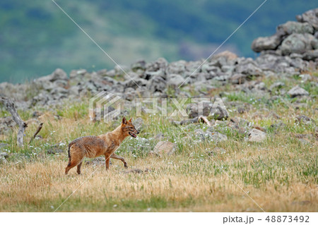Golden jackal, Canis aureus, feeding scene Golden jackal, Canis aureus, feeding scene 48873492