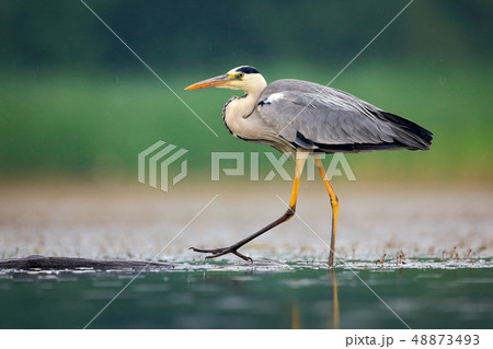 Grey Heron, Ardea cinerea walking in the mud 48873493