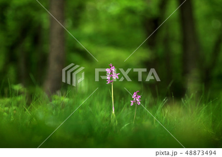Detail of Orchis mascula, Early Purple Orchid Detail of Orchis mascula, Early Purple Orchid 48873494