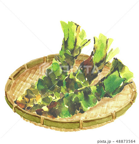 わさび 山葵 ワサビ ざる 水彩 わさび 山葵 ワサビ ざる 水彩 48873564