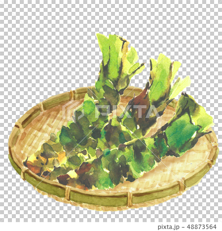 わさび 山葵 ワサビ ざる 水彩 わさび 山葵 ワサビ ざる 水彩 48873564