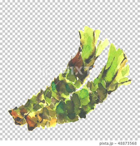 芥末yamatake芥末水彩 芥末yamatake芥末水彩 48873568