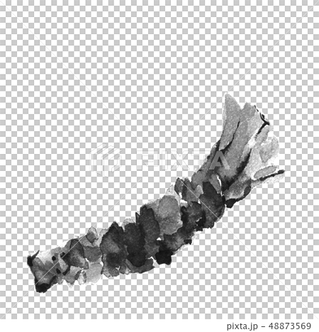 わさび 山葵 ワサビ 水墨画 モノトーン わさび 山葵 ワサビ 水墨画 モノトーン 48873569