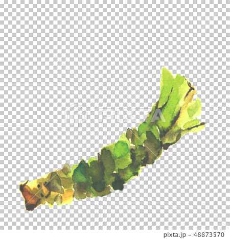わさび 山葵 ワサビ 水彩 わさび 山葵 ワサビ 水彩 48873570