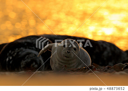 Animal in the water. Grey Seal, Halichoerus grypus Animal in the water. Grey Seal, Halichoerus grypus 48873652