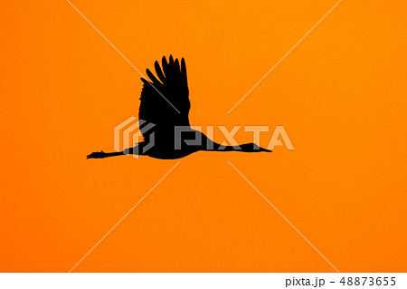 ilhouette of Common Crane, Grus grus at sunset ilhouette of Common Crane, Grus grus at sunset 48873655