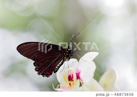 Common Mormon, Papilio polytes on orchid bloom. Common Mormon, Papilio polytes on orchid bloom. 48873656