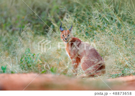 Caracal, African lynx, hidden in green grass 48873658