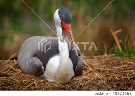 Big bird wattled crane, Grus carunculata on nest Big bird wattled crane, Grus carunculata on nest 48873663
